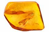 Fossil Cicada (Auchenorrhyncha) Nymph In Baltic Amber #105453-1